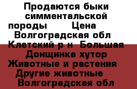 Продаются быки симментальской породы 500 › Цена ­ 110 - Волгоградская обл., Клетский р-н, Большая Донщинка хутор Животные и растения » Другие животные   . Волгоградская обл.